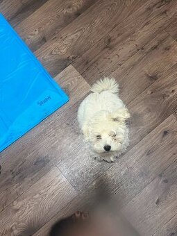 Maltipoo Welpe weiß