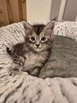 Wunderschöne Maine Coon Kitten zu vergeben