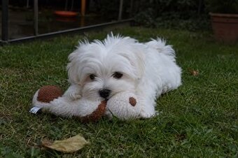 Maltipoo Welpe