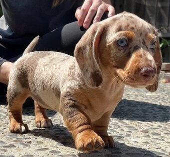 Dackelwelpen (männlich und weiblich)