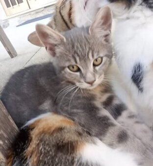 Babykatzen
