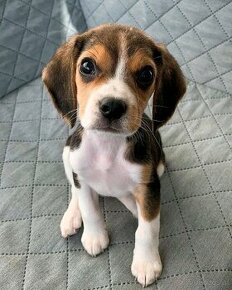 Beagle-Welpen zur Adoption bereit