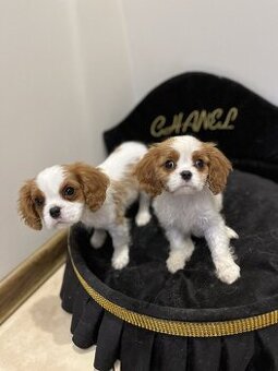 WhatsApp +4915510295604 Cavalier King Charles Spaniel Welpen