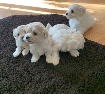 Maltez Babys