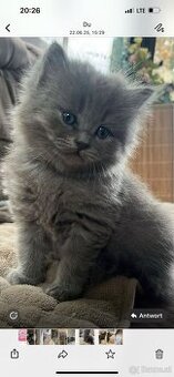 Britische Lang Haar Kater