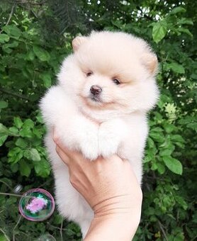 WhatsApp +4915510295604 Pomeranian Welpe verfügbar