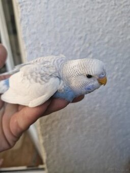 Nest junge Wellensittich