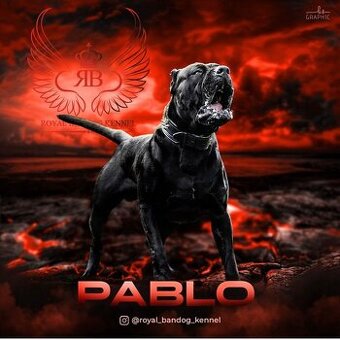 American Bandog / Bandog