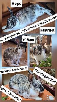 Hope sucht dringend Bestplatz