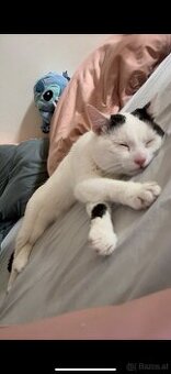 Hauskatze zum Abgeben