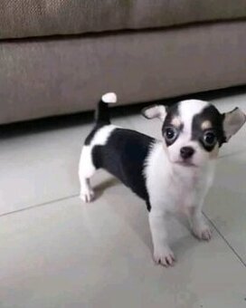 Chihuahua-Welpen suchen ein Zuhause