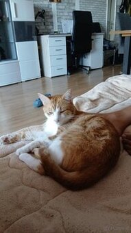 Liebevoller Kater