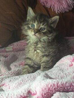 Sibirische Katze