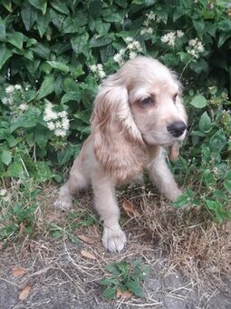 SPANIEL- FREUNDE AUFGEPASST