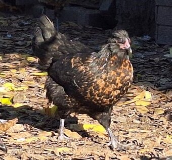 Hennen vom Frühjahr ...