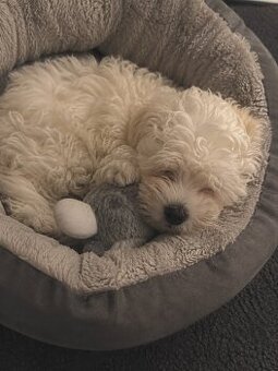 Maltipoo Welpe