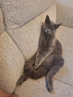 Bkh Katze