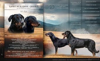 Beauceron Welpen (Berger de Beauce)