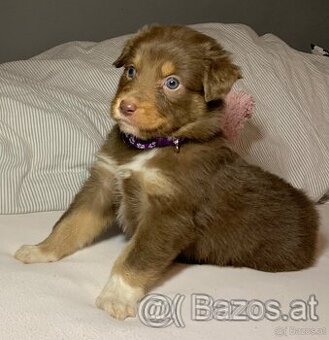Australian shepherd welpen