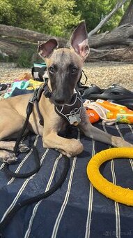 Windhund/Whippet mit PP - 1