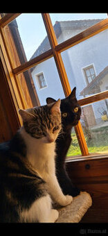 Wer möchte diese zwei süßen Katerchen adoptieren?