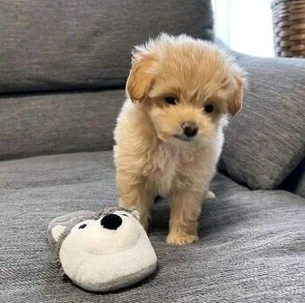 Maltipoo welpen