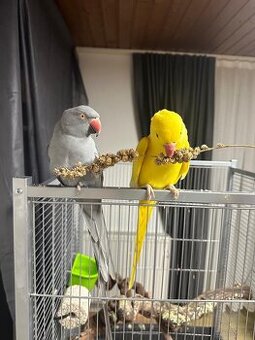 Halsbandsittiche Zuchtpaar – Gelb/Grau – mit Käfig, Zu