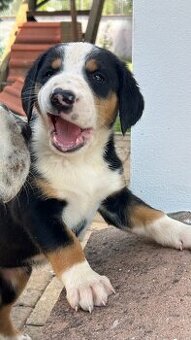 Großer Schweizer Sennenhund puppies - 1