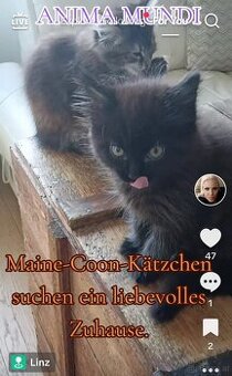 🐾 Süße Katzenbabys – Mix Maine Coon & Angora 🐾