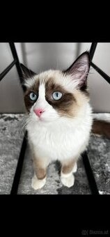 Ragdoll Kater