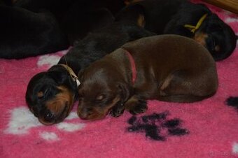 Dobermann - spitzen Welpen mit FCI Ahnentafel