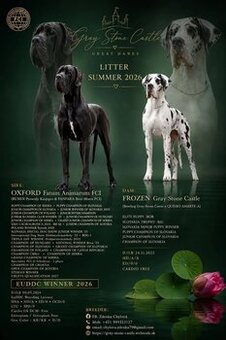 Deutsche Dogge mit Stammbaum