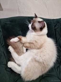 Ragdoll