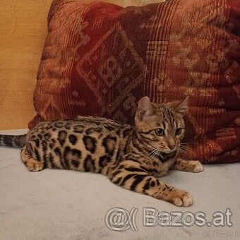 Bengal Kitten suchen 5Sterne zu Hause