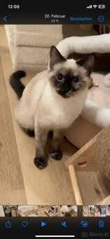 Siam katzen