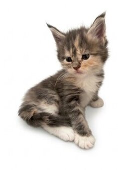 Maincoon - 1