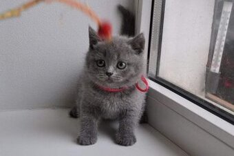 Britisch shorthair--BKH Kitten