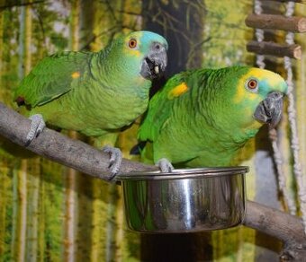 Blaustirnamazonen Pärchen