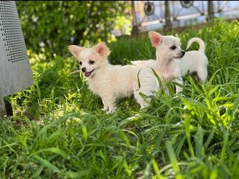 Chihuahua Welpen
