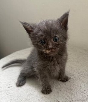 Britisch kurzhaar Maincoon mischung