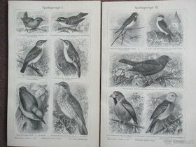 Sperlingsvögel histoischer Druck, Holzstich, ca. 1905 - 1
