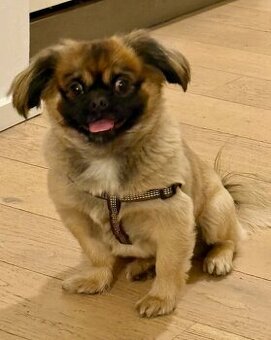 Malteser-Hündin, 6 Jahre alt