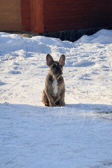 Französischen Bulldoggen Welpen mit Stammbauˇ