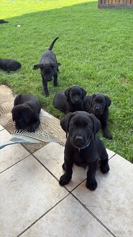 Reinrassig Labrador Welpen