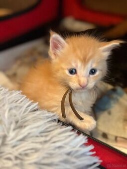 Maine Coon Kitten