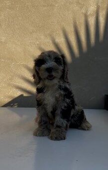 Cockapoo