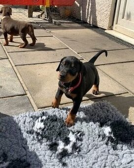 Europäische Dobermannwelpen