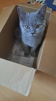 Britisch kurzhaar Kater sucht neues zu Hause.