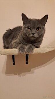 Britisch kurzhaar katze sucht neues Zuhause