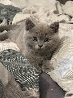 BKH Kitten